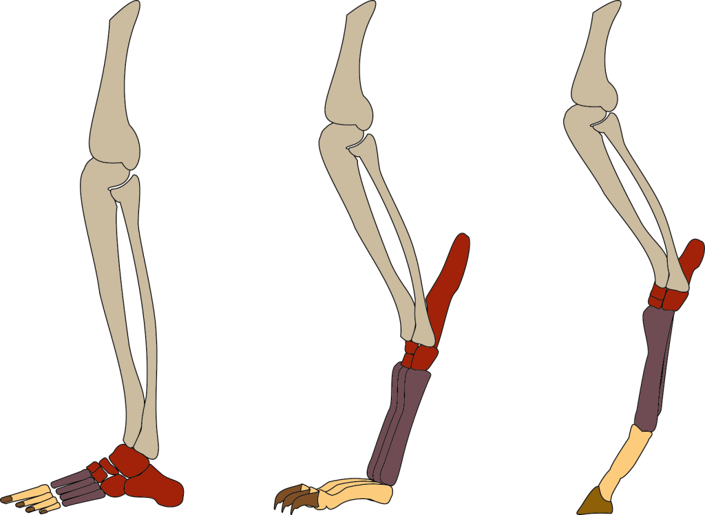 Left: Plantigrade leg, Right: Digitigrade leg